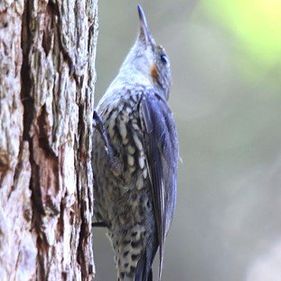 White-throated treecreeper