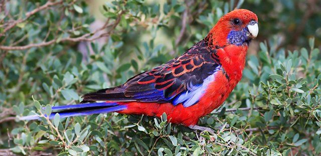 Crimson rosella.