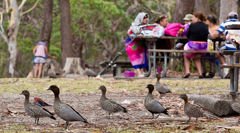 Green Patch Picnic area, Booderee National Park.