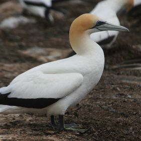 Australasian gannet