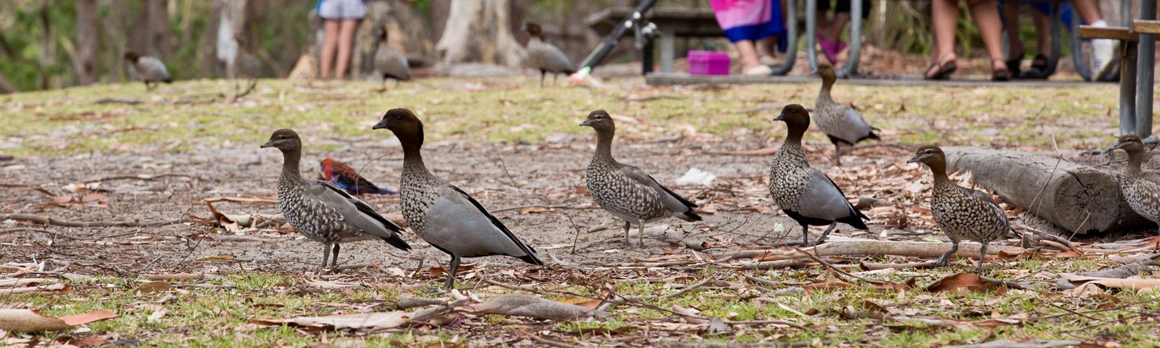 Ducks at Green Patch campground