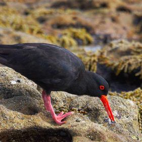 Sooty oystercatcher