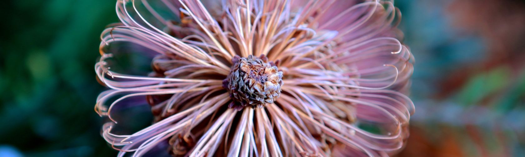 Banksia Vincentia| Booderee National Park