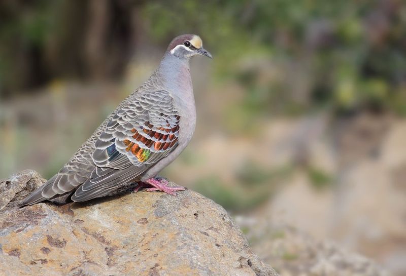 Common bronzewing.