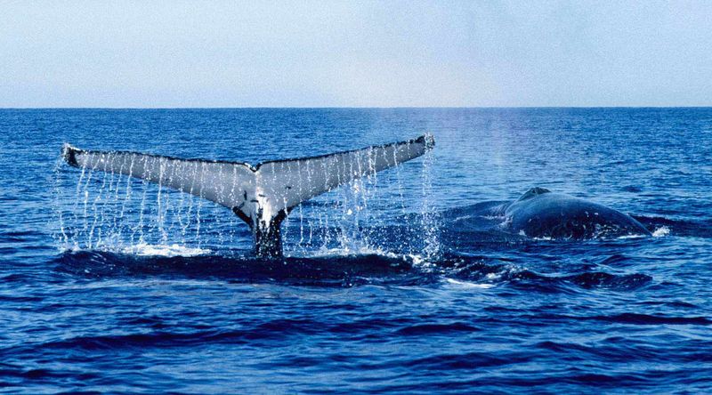 Southern right whale| Booderee National Park.