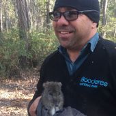 Potoroo with Booderee ranger