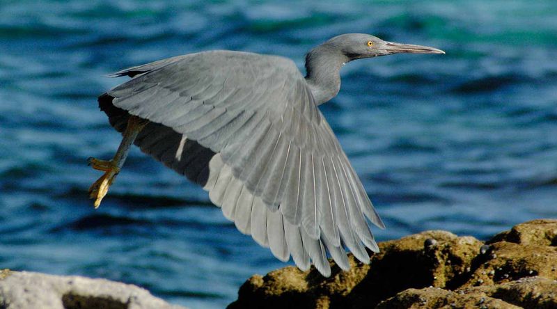 Eastern reef egret.