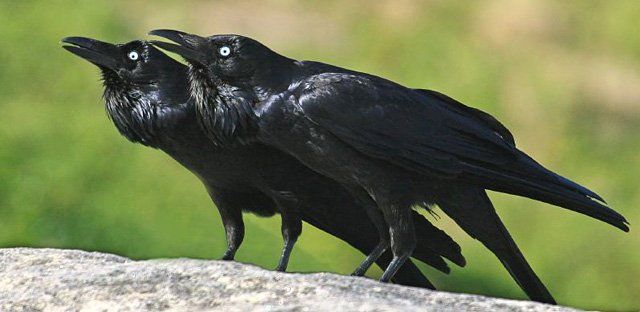 Australian raven.