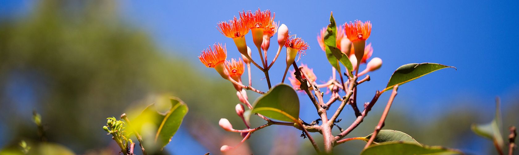 Bloodwood