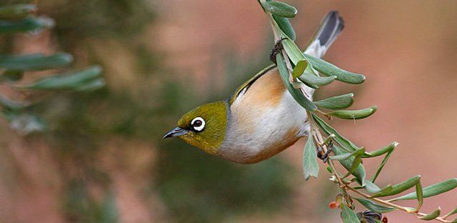 Silvereye.