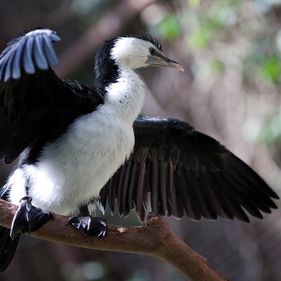 Little pied cormorant