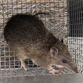 Southern brown bandicoot in a trap