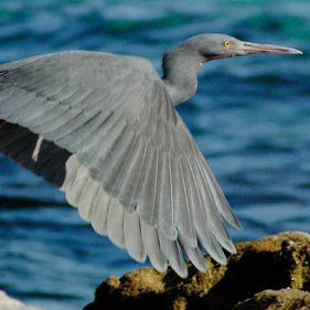 Eastern reef egret