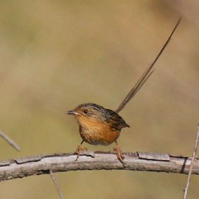 Southern emu-wren