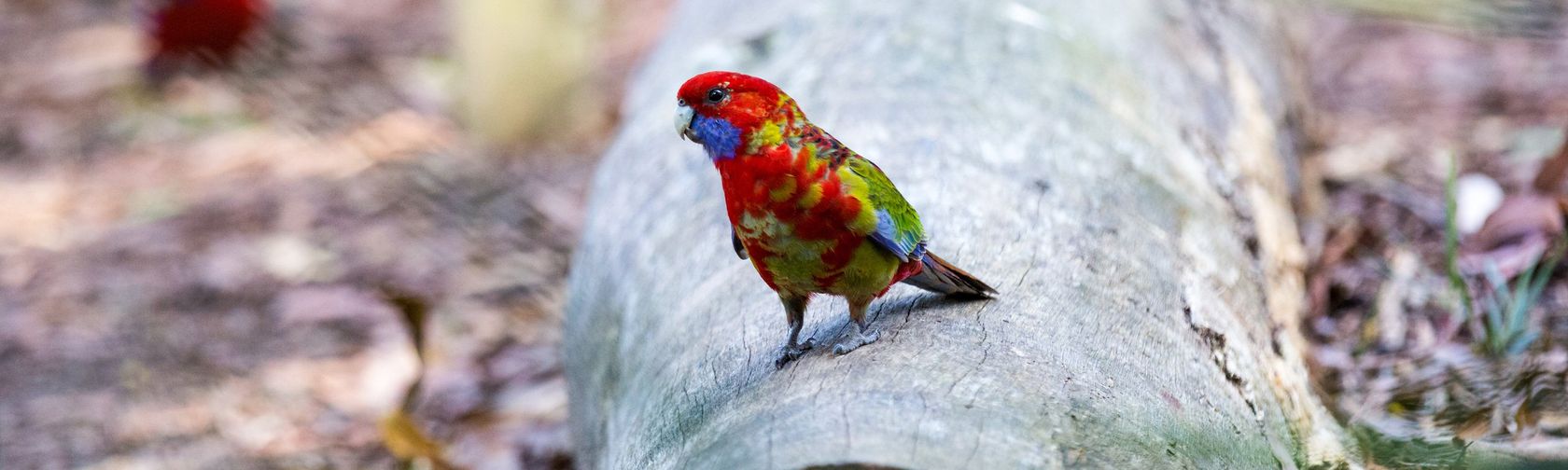 Juvenile crimson rosella