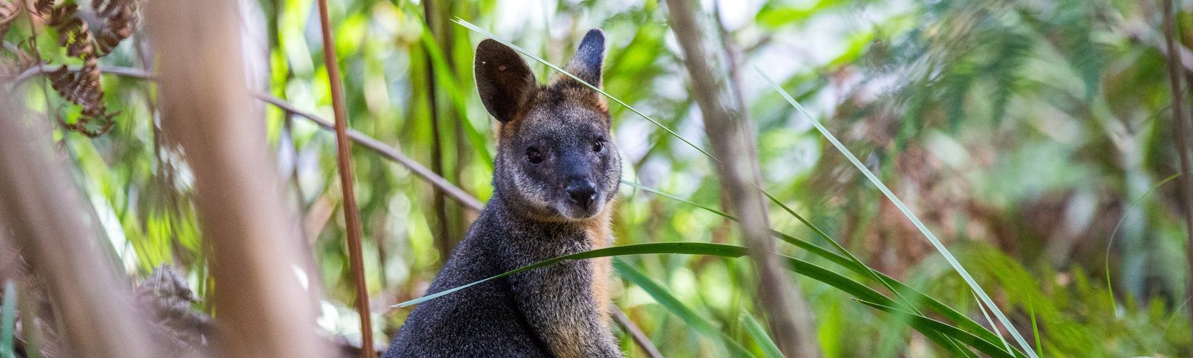 Swamp Wallaby, Booderee National Park