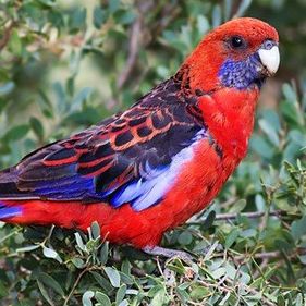 Crimson rosella