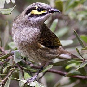 Yellow-faced honeyeater