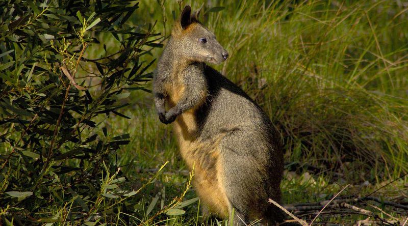 A timid swamp wallaby| Booderee National Park.