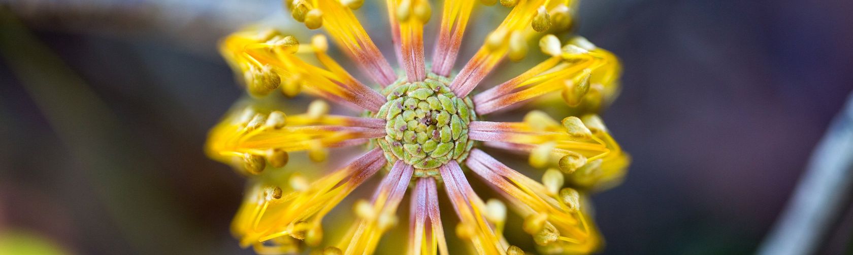 Banksia