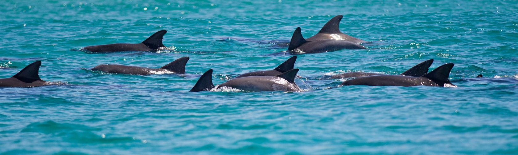 A pod of dolphins off Booderee National Park