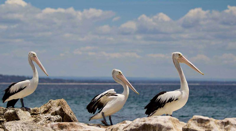 Pelicans at Booderee.