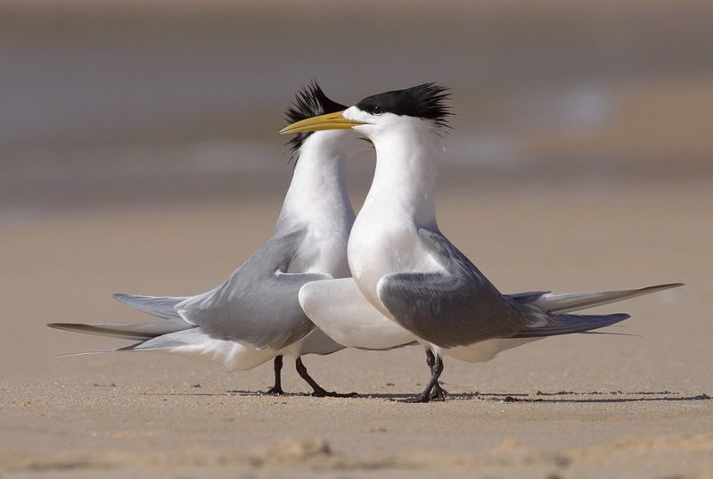 Crested tern.