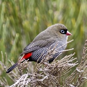 Beautiful firetail