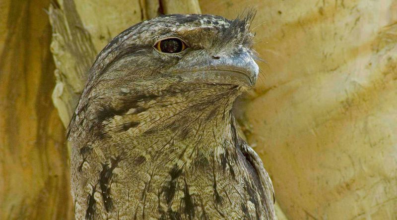 Tawny frogmouth.