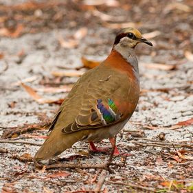 Brush bronzewing