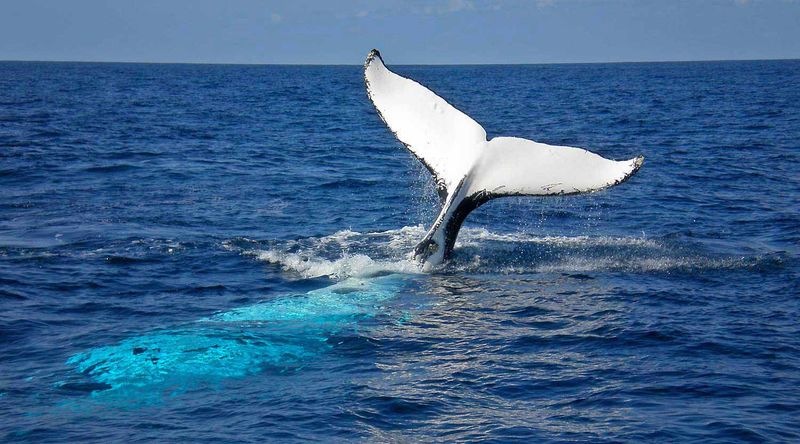 Humpback Whale off Booderee National Park.