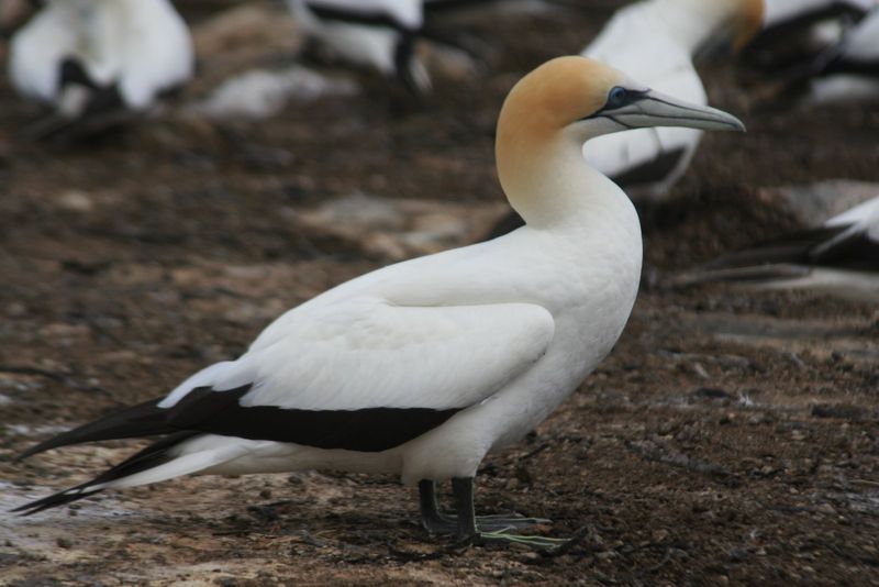 Australasian gannet.