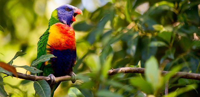 Rainbow lorikeet.