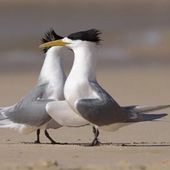 Two Greater Crested Terns standing facing each other on a sandy beach. They have long yellow beaks, a spiky black feathered crest, grey wings, black legs and white bellies 
