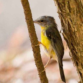 Eastern yellow robin