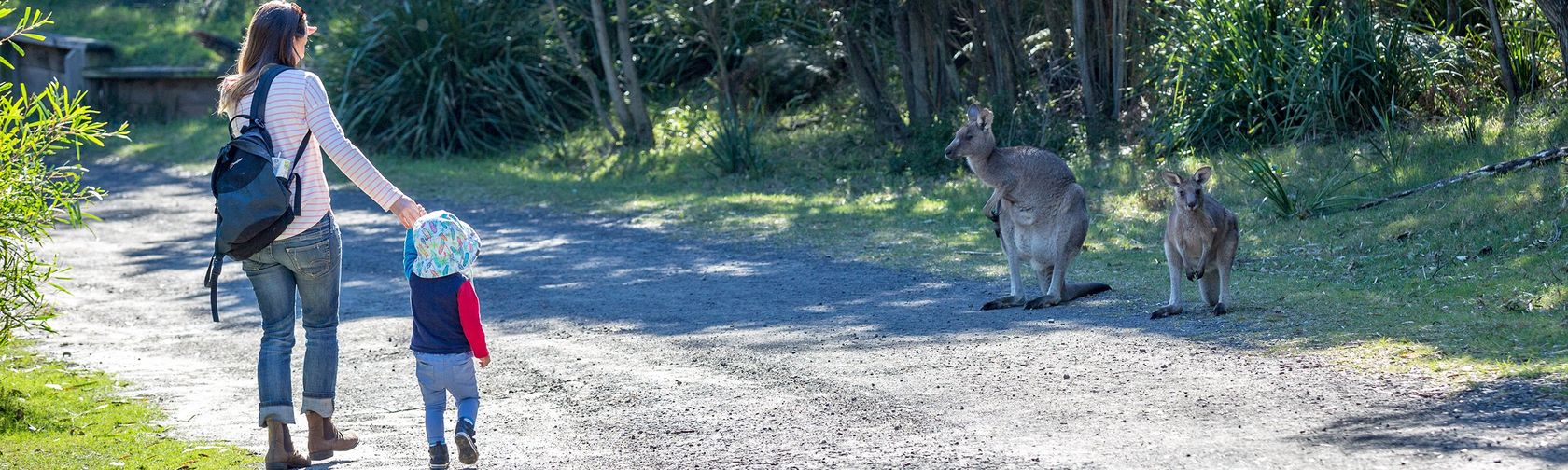 Kangaroo encounters at Booderee