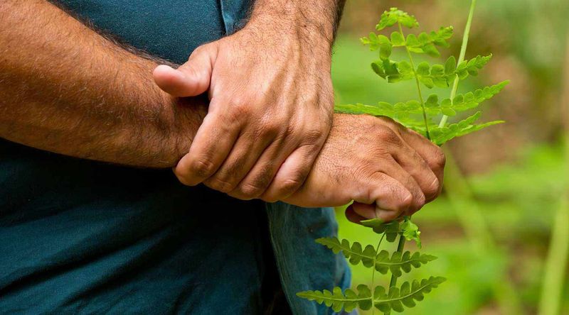 Umbrella bracken, a natural insect repellent in Booderee National park.