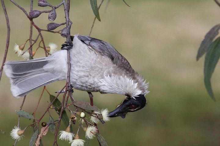 Noisy friarbird.