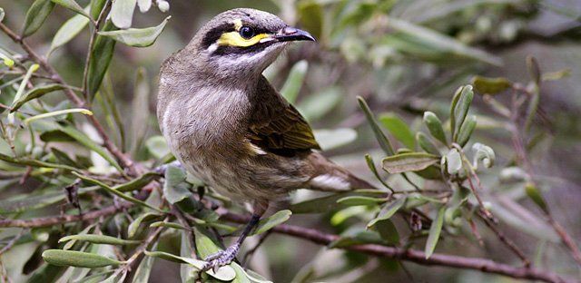 Yellow-faced honeyeater.