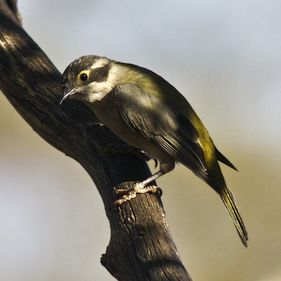 Brown-headed honeyeater