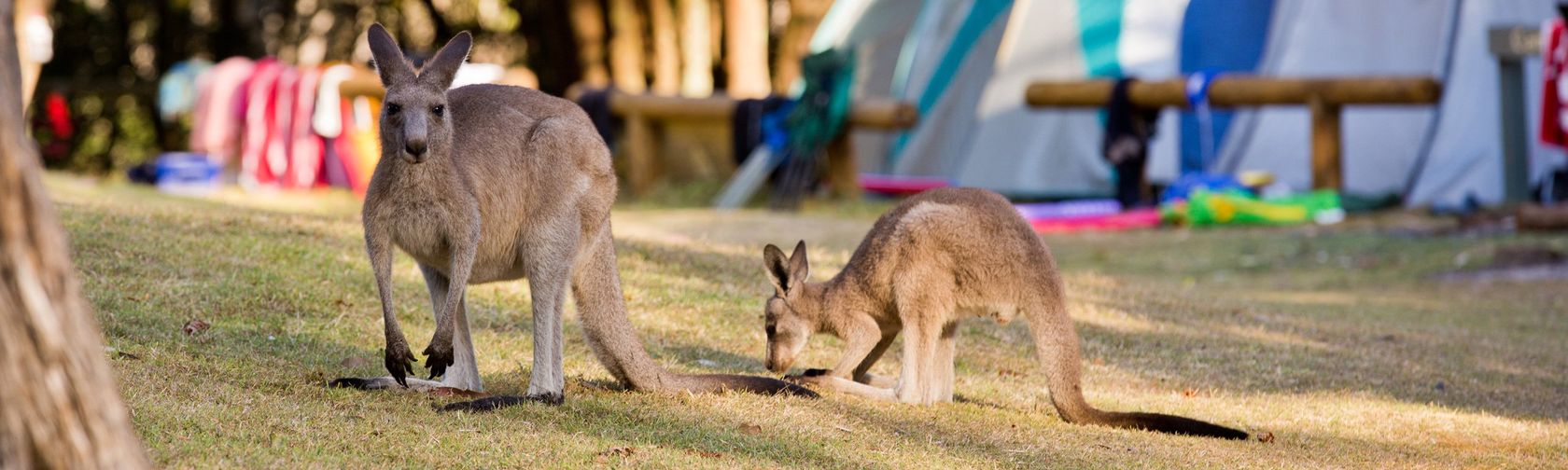 Kangaroos at Cave Beach campground