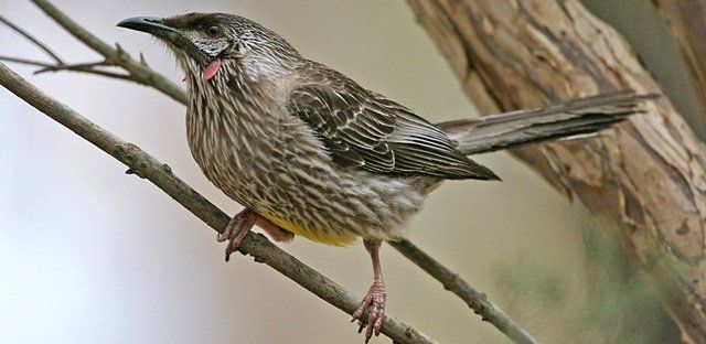 Red wattlebird.