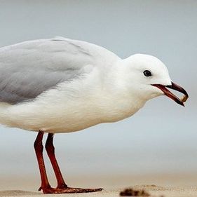 Silver gull