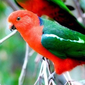 Australian king parrot