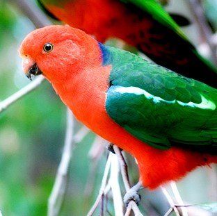 Australian king parrot.