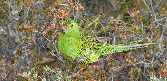 Eastern ground parrot. Credit: Brent Barrett.