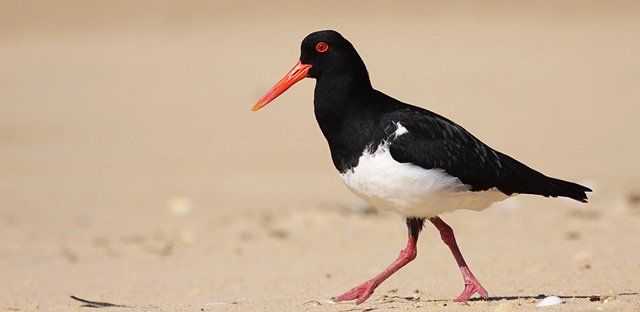 Pied oystercatcher.