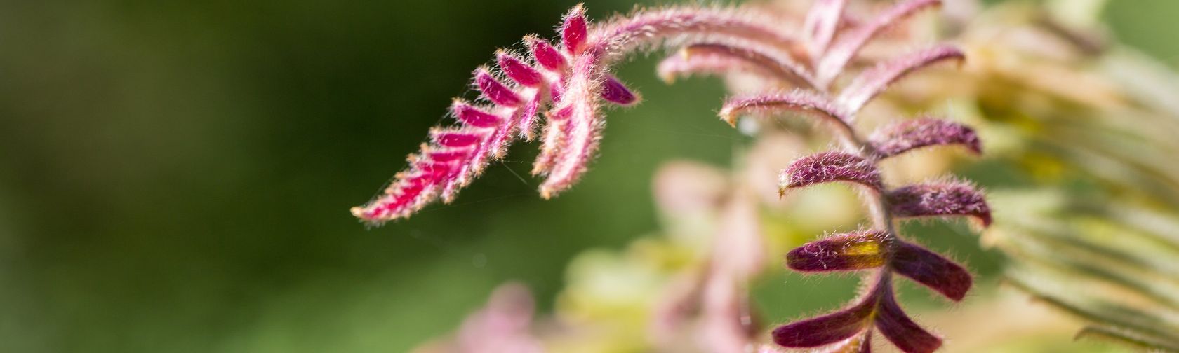 Caleys grevillea