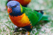 Rainbow lorikeet