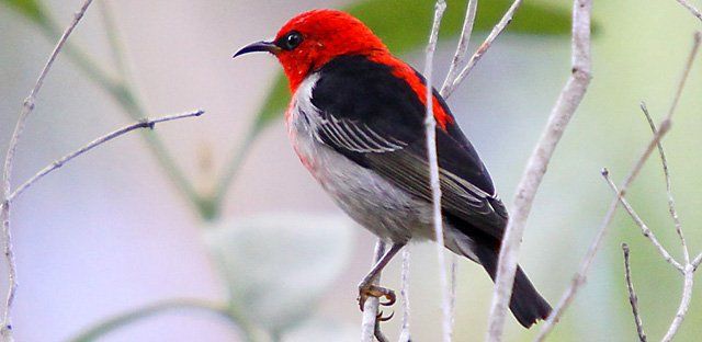 Scarlet honeyeater.